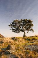 06-2115 Juniper Tree (Juniperus communis) on the Pennine Way Footpath near Bracken Rigg, Upper Teesdale, County Durham